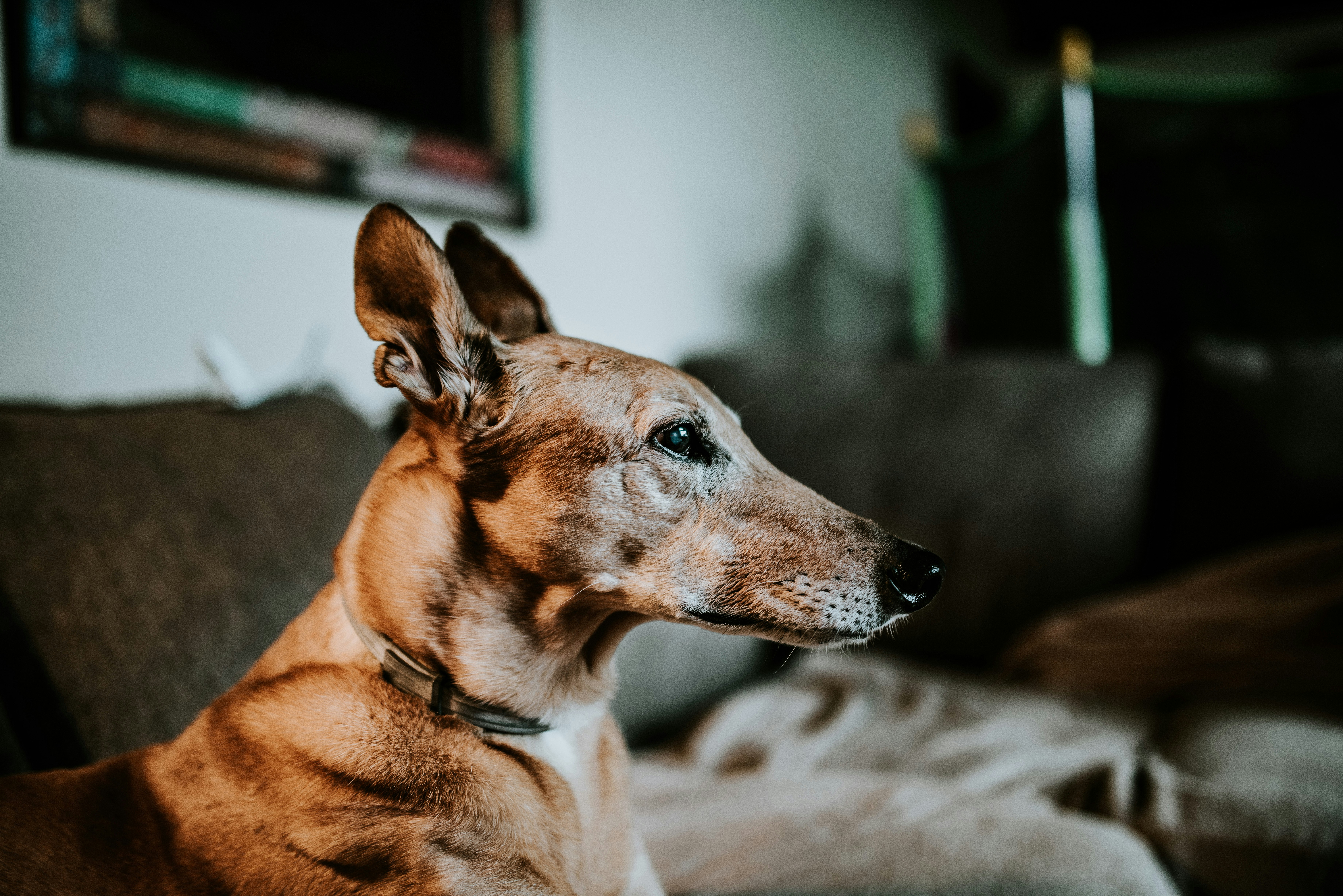 brown short coated dog lying on brown textile